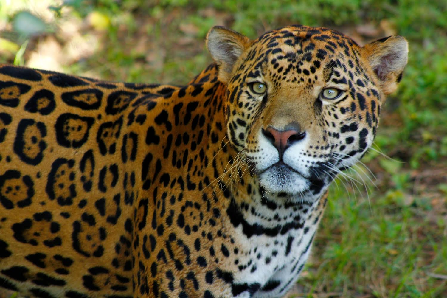 *Comisión de Parques y Biodiversidad de Tamaulipas fortalece programa de conservación de especies*