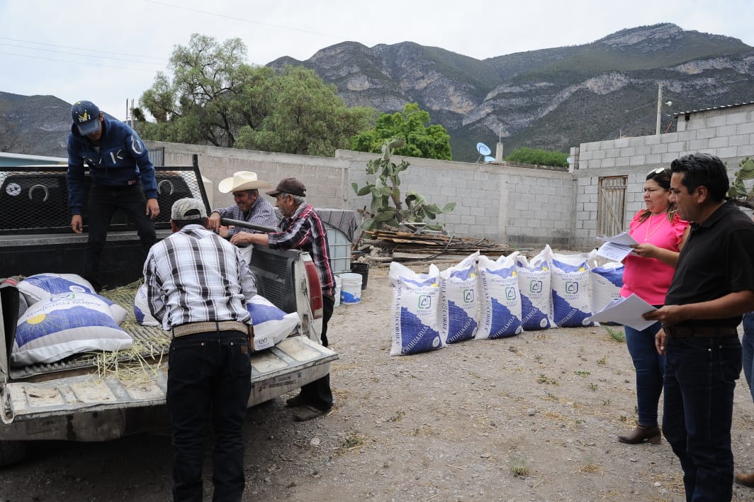 Impulsan siembra de avena forrajera en Miquihuana