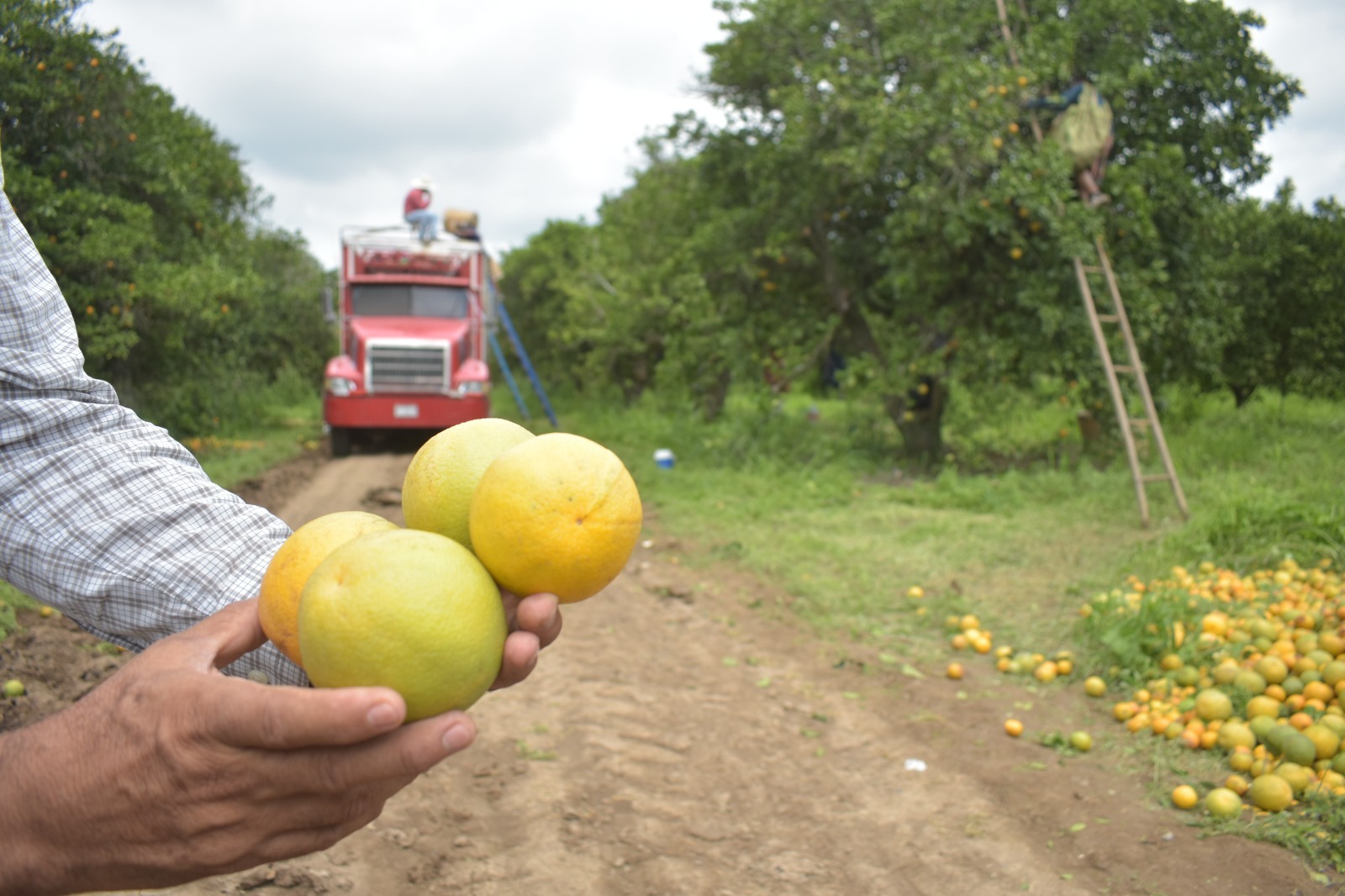 *Continúa Gobierno de Tamaulipas con monitoreo y control del cancro de los cítricos